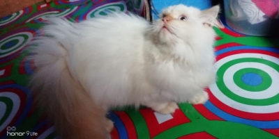 Kucing anggora umur 4 bulan