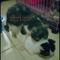READY PERSIAN PEJANTAN EXOTIC