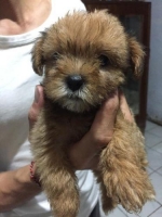 2Ekor Anak Anjing Ras Maltese Mix Shitzhu