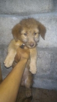 Anjing mix golden umur 2 bln jantan dan tekel umur 1thn betina