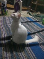 Kucing himalayan penurut lincah gesit warna putih polos