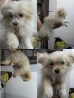 doggy minipom betina 2 ekor ,warna cream putih
