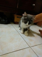 Kucing persia medium betina