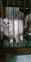 Kucing Persia Medium Long Hair Corak Himalaya