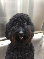 1 ekor anjing poodle pintar dan penurut bersertifikat