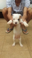 anak anjing pitbull dua bulan