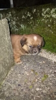 Anjing Sehat, lucu dan Lincah