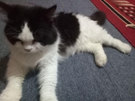 Kucing persia jantan umur 15 bln