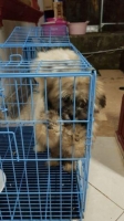 Anak asli shih tzu umur 3bulan setengah