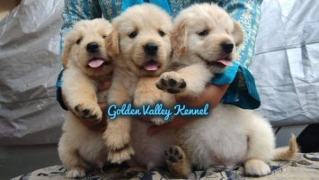 Anakan anjing golden