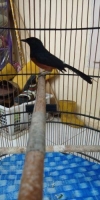 Murai batu ekor hitam aceh gacor...