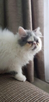 Kitten persia anakan pedigree