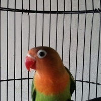 Lovebird Balibu Prospek