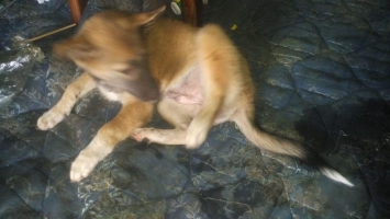 Anakan Anjing Herder Betina Umur 2bulan
