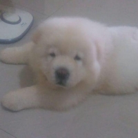 Anjing chow chow puppies betina putih