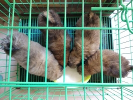 Anjing Shitsu Sudah Obat Cacing Lucu!