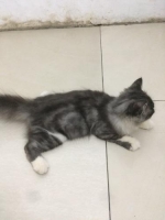 Siap adopsi kucing persia umur 3 bln