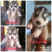 Anjing siberian husky stamboom vaksin