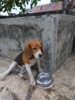 Beagle Jantan Umur 3tahun - Vaksin Full
