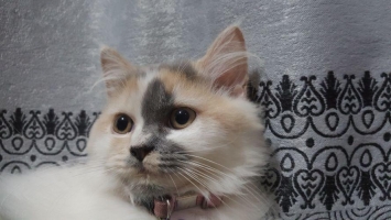 Kucing Persia campur himalayan calico