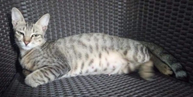 Kucing Arabian Mau Lengkap Dengan Tas Kucing