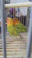 Lovebird pastel hijau