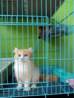 Kucing persia flat nose