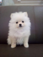 Minipom jantan bloodline bagus