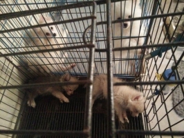 3 ekor mini pom (2 jantan, 1 betina)