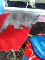 Kucing fletnouse kitten