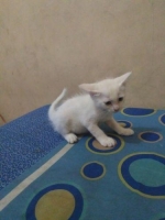 2 ekor kucing kitten persia medium
