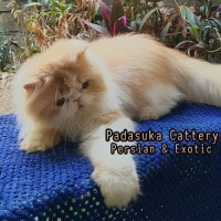 READY PERSIAN LONGHAIR DEWASA NON PEDIGREE