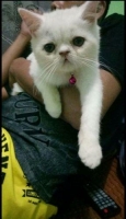 Exotic short hair peaknose