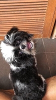 Shih Tzu Black and White
