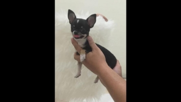 1ekor chihuahua puppy super mini male