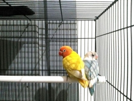 Lovebird pasangan muda