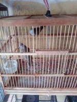 Burung perkutut lokal