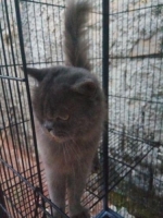 2ekor kucing+kandang tingkat
