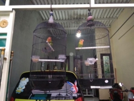 burung Labet umur 4 bulan sak jodoh