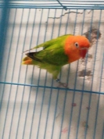 Love bird Biola Green
