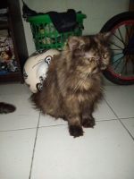 Kucing Persia peaknose LH