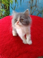 Kucing flatnose warna calico