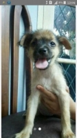 Anak anjing ras campuran maltese lokal ya..