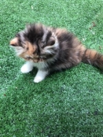 KUCING PERSIA 3 WARNA UMUR 3BULAN VAKSIN