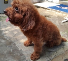 pacak red toy poodle turunan import taiwan