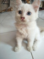 Kitten persia betina blue eye 2 bln an murah