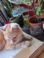 kucing scotish fold sudah vaksin