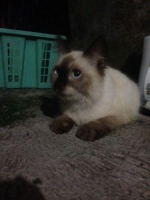 yang minat kucing himalayan