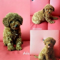 3 ekor red toy poddle. Jantan semua.