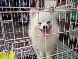 Pomeranian Jantan Non stambum Good Quality